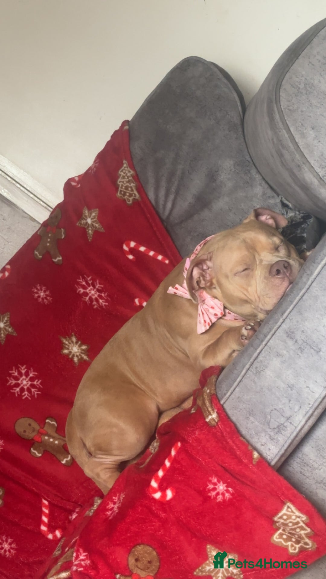 American Bully dogs for sale: 9 months old Tess  - Advert 1