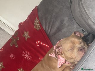 American Bully dogs for sale: 9 months old Tess - Advert 1