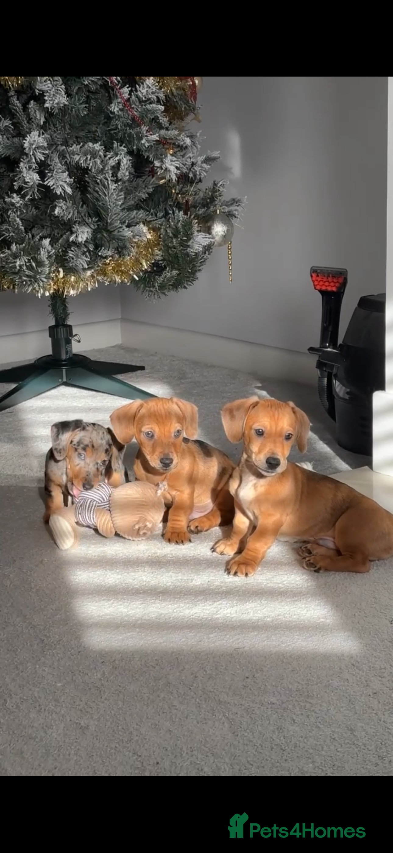 Mixed Breed dogs Hugo, chocolate and cream  - Advert 18