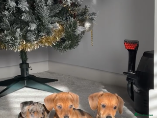 Mixed Breed dogs Hugo, chocolate and cream - Advert 4