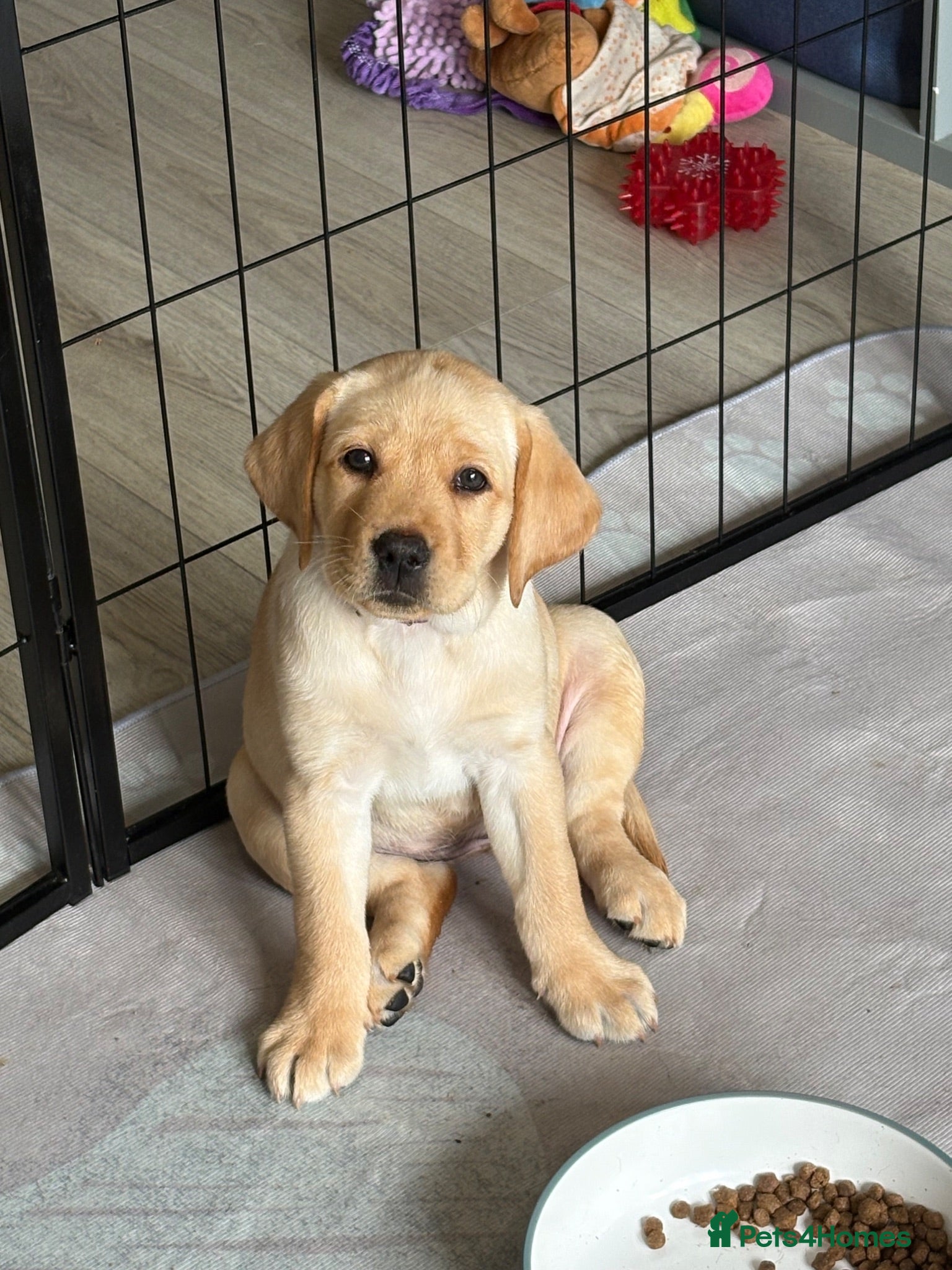 Labrador Retriever dogs Stunning black and golden Lab Puppies to leave - Advert 10
