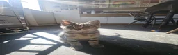 Mixed Breed cats for sale: 2 Male kittens Siamese Tabby mix in Hastings - Advert 8