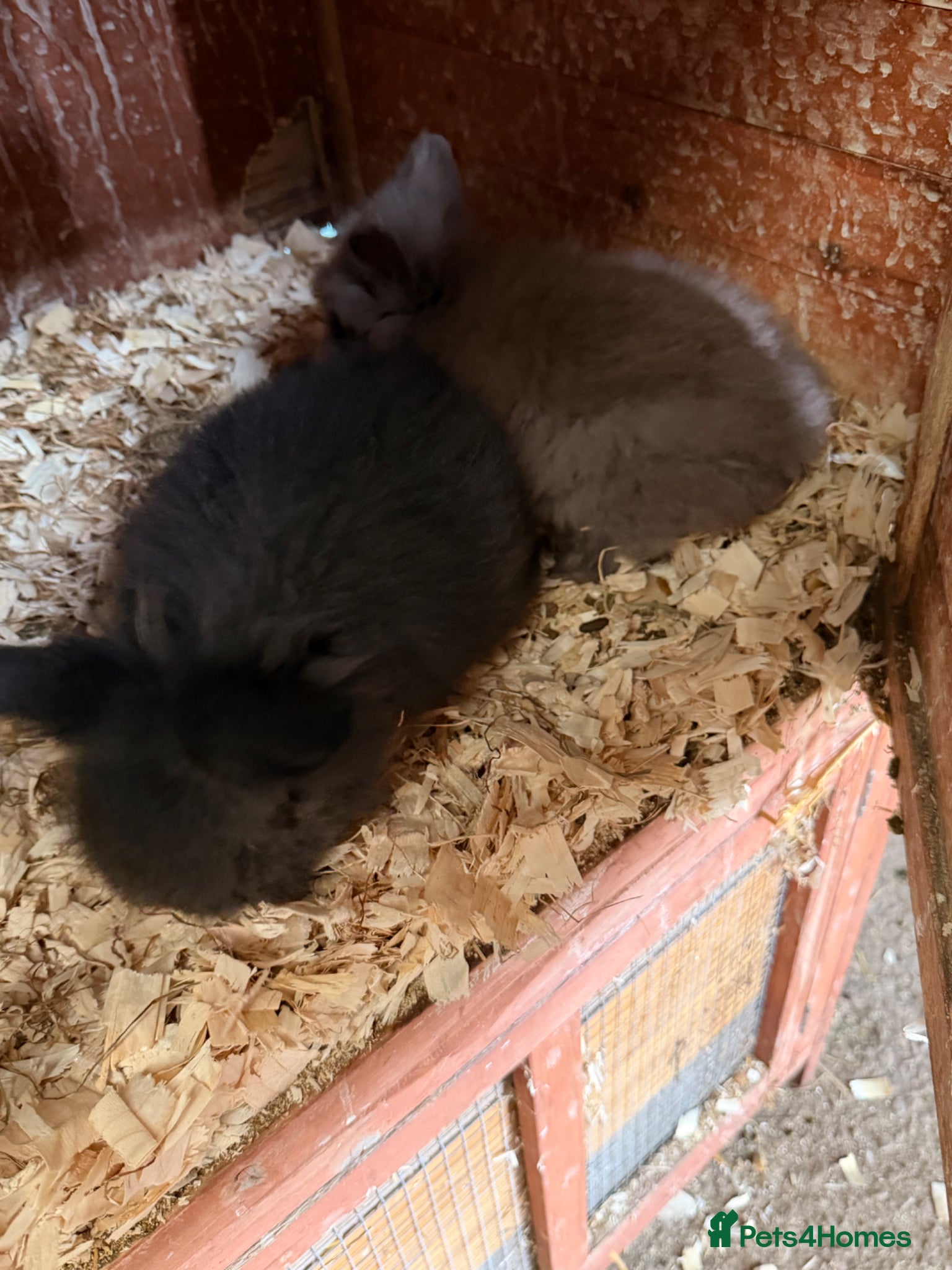 Lionhead rabbits 2 male 8week old lionheads left  - Advert 5