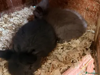 Lionhead rabbits 2 male 8week old lionheads left - Advert 5