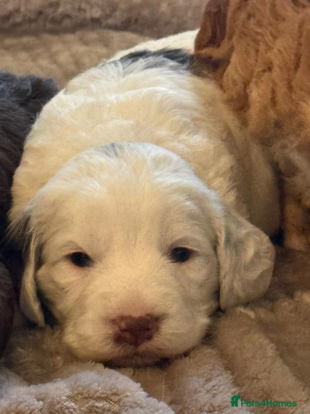 Cockapoo dogs for sale: F1 Cockapoos 5⭐️ Licensed Breeder Fully DNA Tested - Advert 20