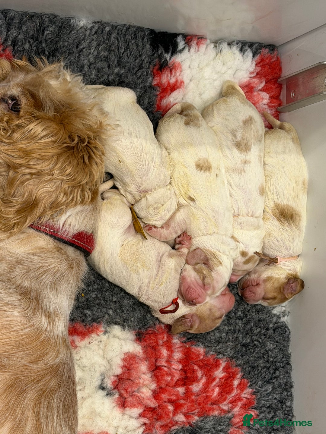 Cocker Spaniel dogs for sale: KC Registered & Fully DNA tested  - Advert 2