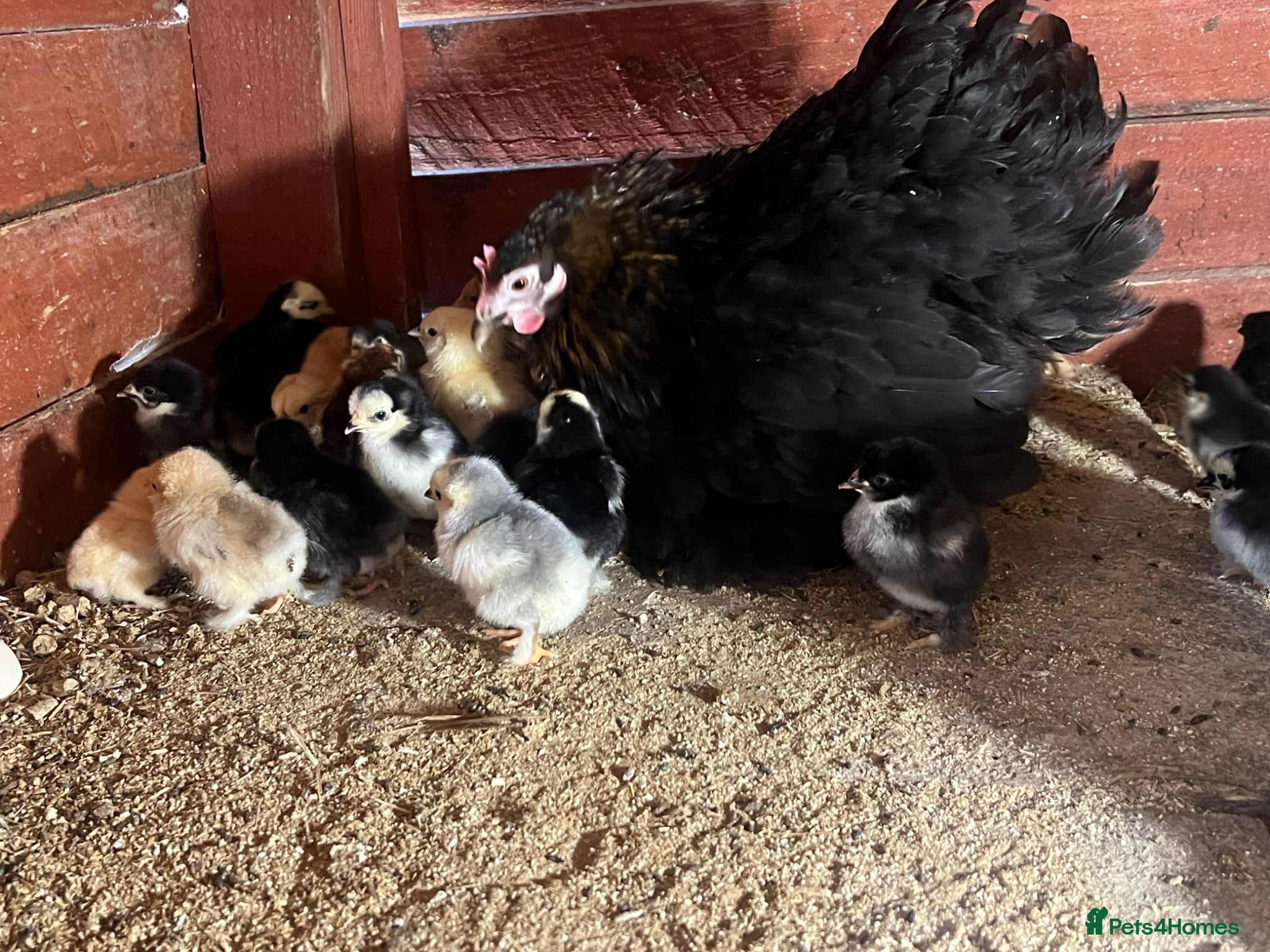 Chickens poultry Day old Pekin chicks for sale  - Advert 5