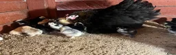 Chickens poultry for sale: Day old Pekin chicks for sale  - Advert 1