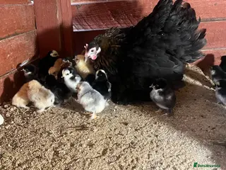 Chickens poultry Day old Pekin chicks for sale - Advert 5
