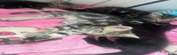 Mixed Breed cats for sale: Reduced kittens need gone asap to a loving home  - Advert 8