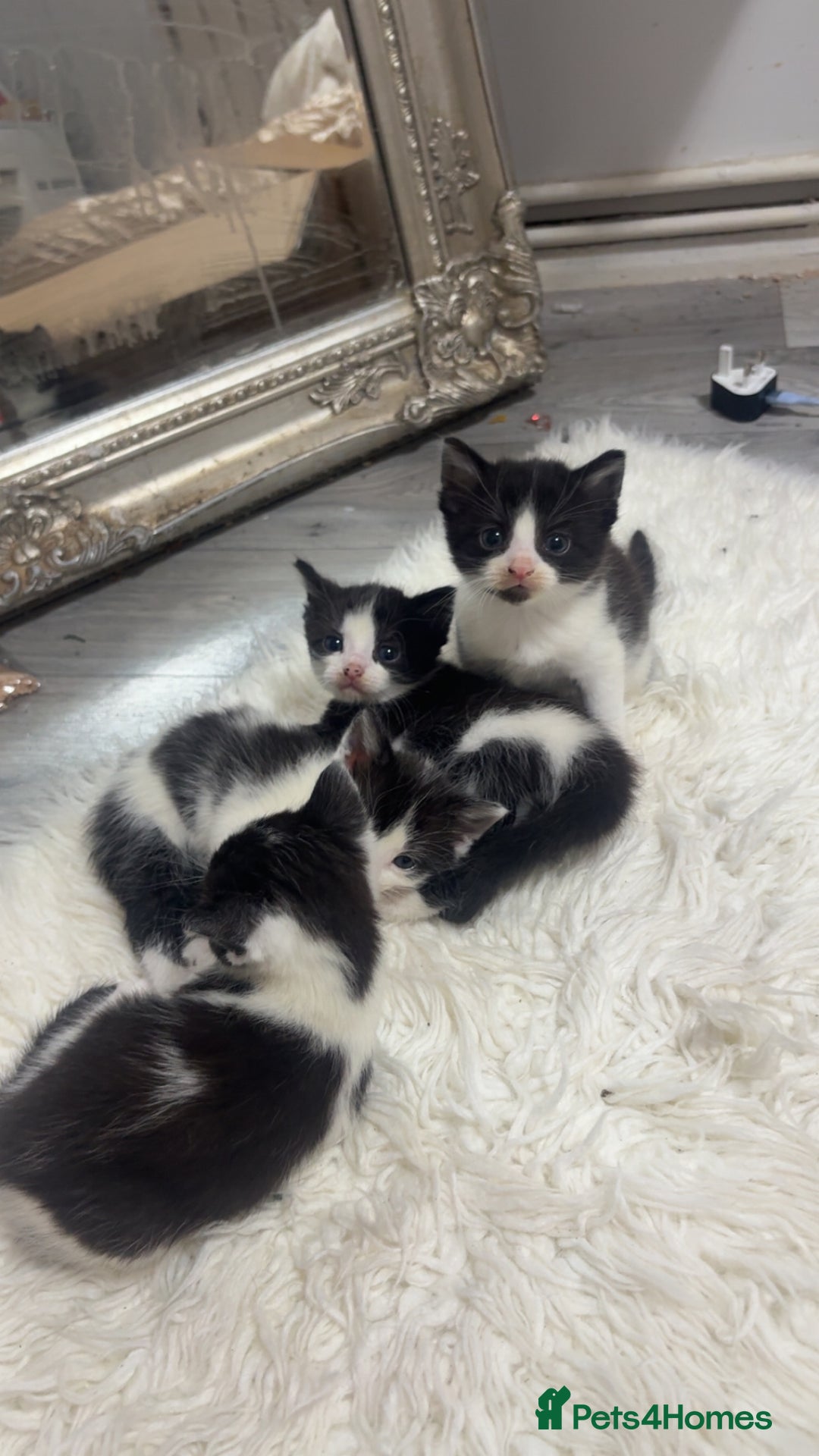 British Shorthair cats for sale: black and white gorgeous short hair kittens ready - Advert 2
