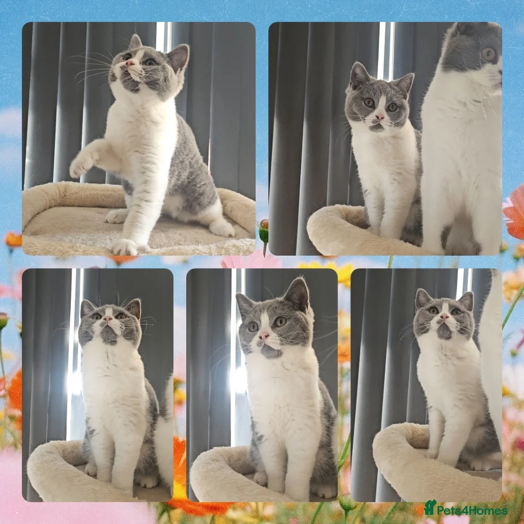British Shorthair cats for sale: Perfect girl british shorthair kitten - Advert 2