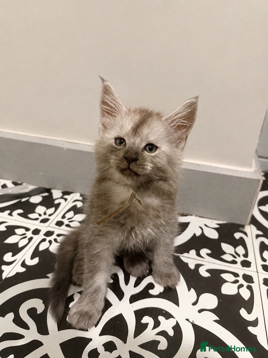 Maine Coon cats *One boy left!* TICA Registered Maine Coon Kittens - Advert 3