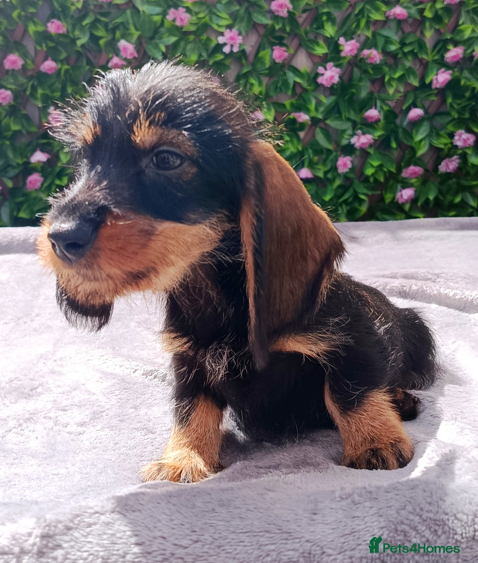 Dachshund dogs READY NOW QUALITY MINIWIRE HAIR KC LAFORA PRA CLR - Advert 1