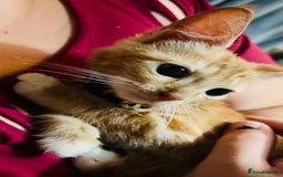 Mixed Breed cats for sale: Ginger female kitten - Image 6