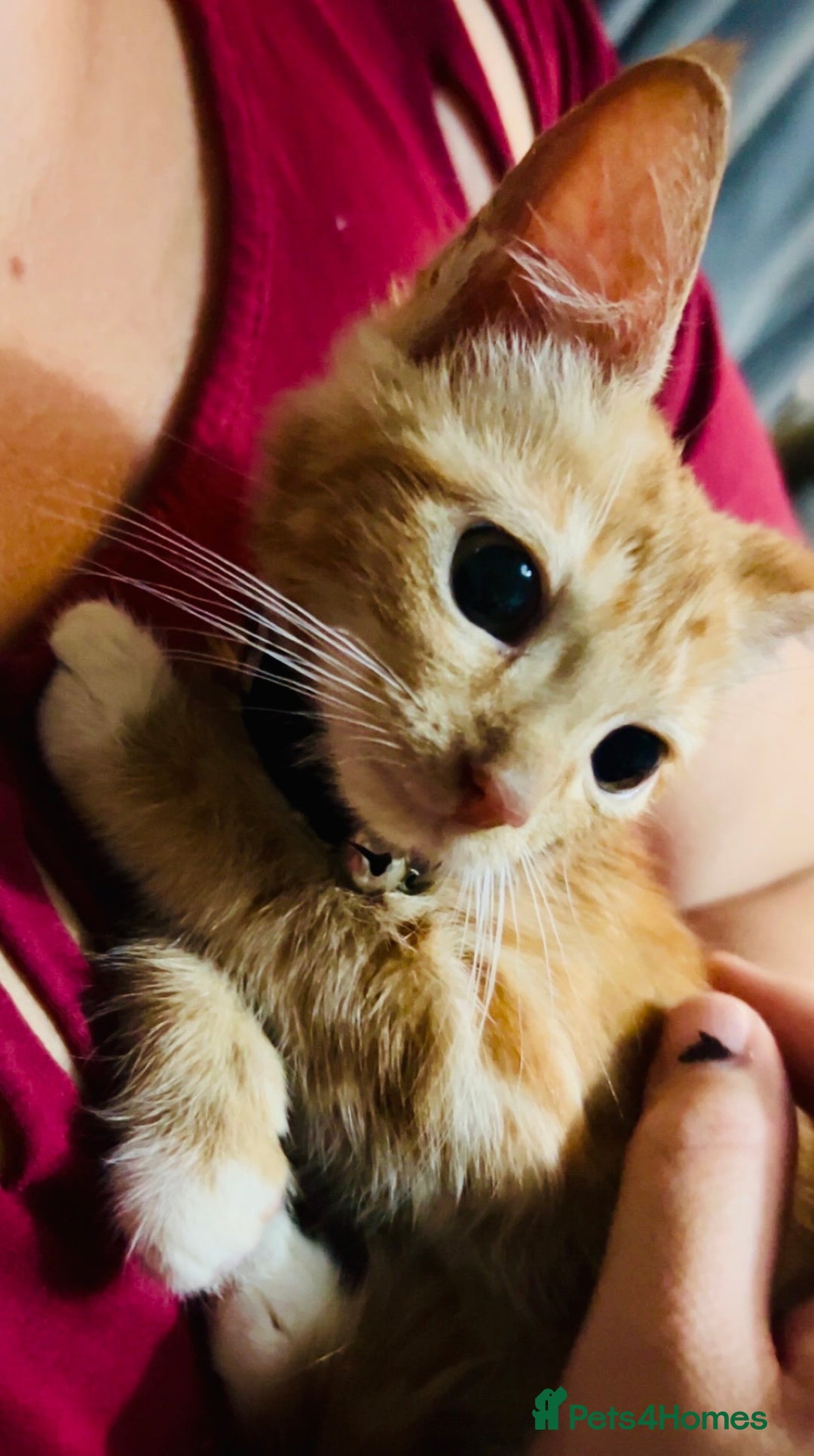 Mixed Breed cats for sale: Ginger female kitten - Image 6