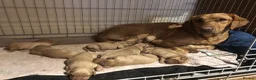 Labrador Retriever dogs for sale: Adorable KC Fox Red Lab Puppies - Advert 6