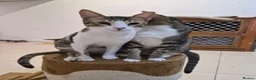 Arabian Mau cats for sale: Beautiful 1yr old Arabian Mau. - Advert 3