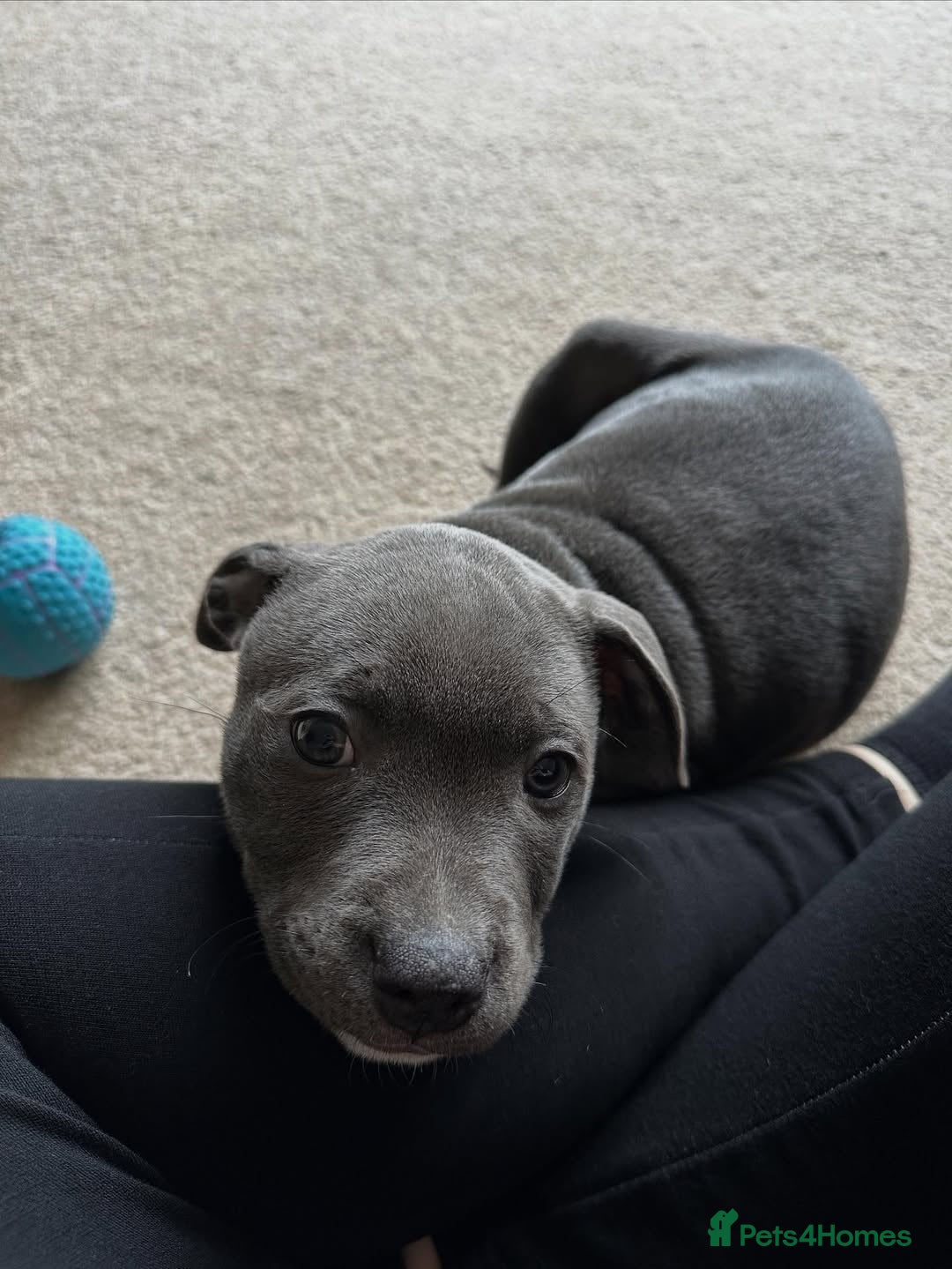 Staffordshire Bull Terrier dogs Stunning Staffordshire Bull Terrier Puppies - Advert 1