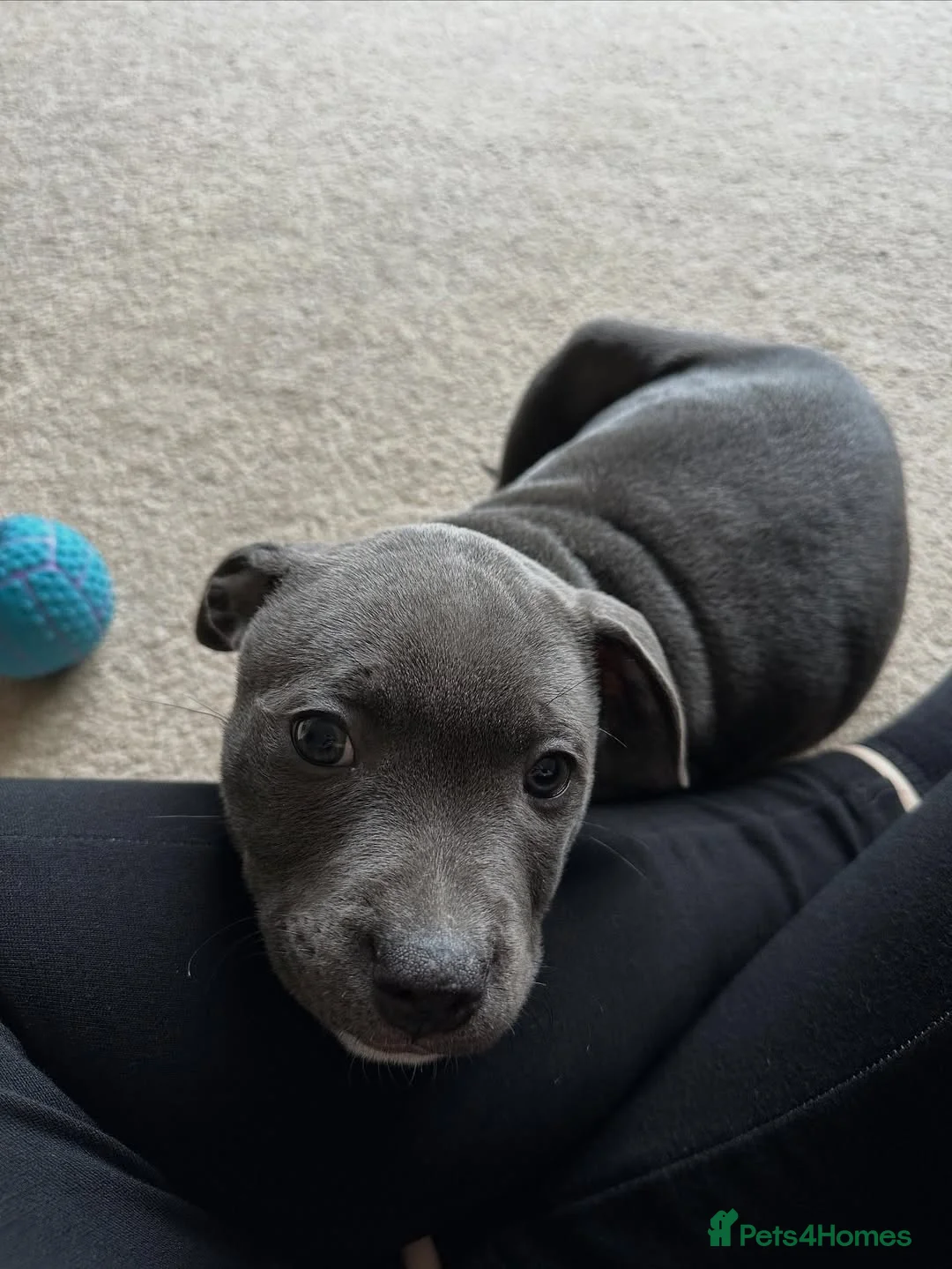 Staffordshire Bull Terrier dogs for sale: Stunning Staffordshire Bull Terrier Puppies in Richmond - Advert 1