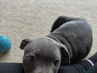 Staffordshire Bull Terrier dogs Stunning Staffordshire Bull Terrier Puppies - Advert 1