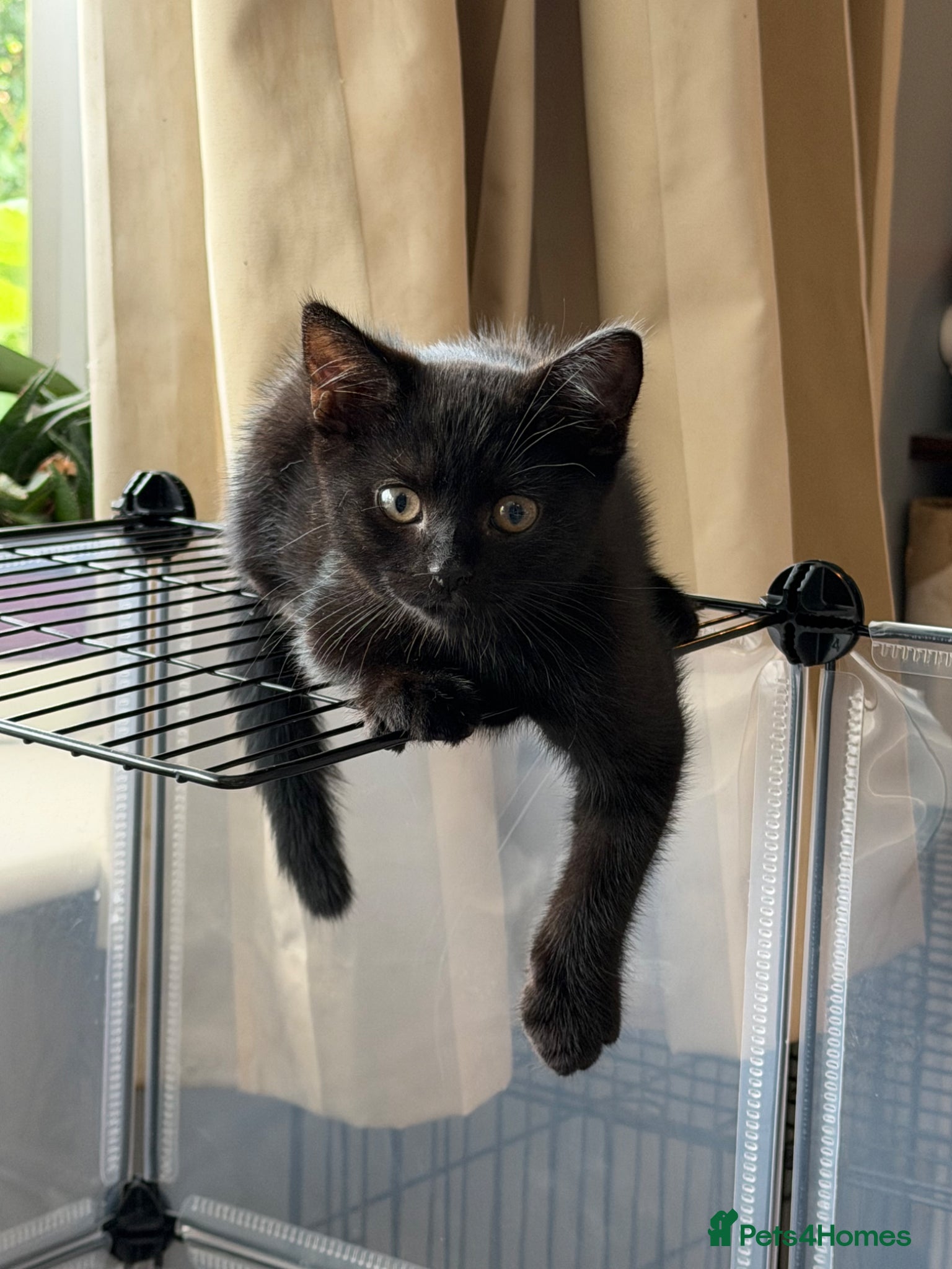 British Shorthair cats Pedigree British Shorthair Kittens – Ready May - Advert 1