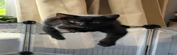 British Shorthair cats for sale: Stunning Black British Shorthair Kittens 2Left - Advert 2