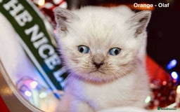British Shorthair cats for sale: BSH Males and Females available  - Image 15
