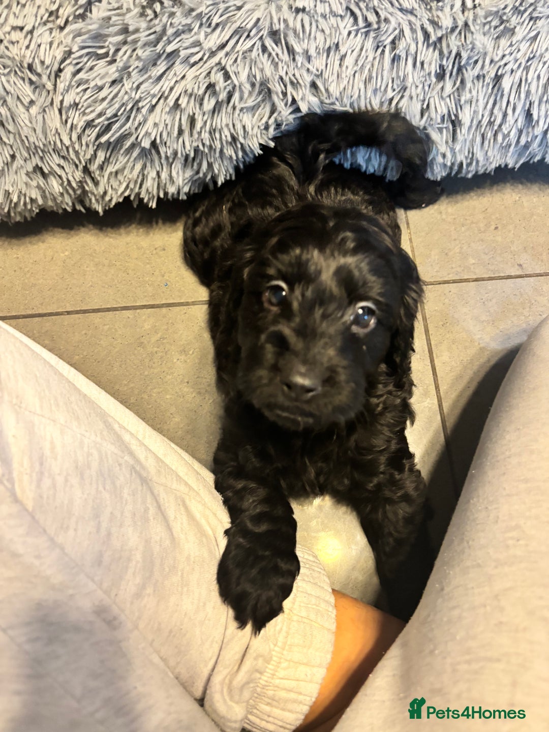 Cockapoo dogs for sale: F1 cockerpoo puppies  - Advert 13