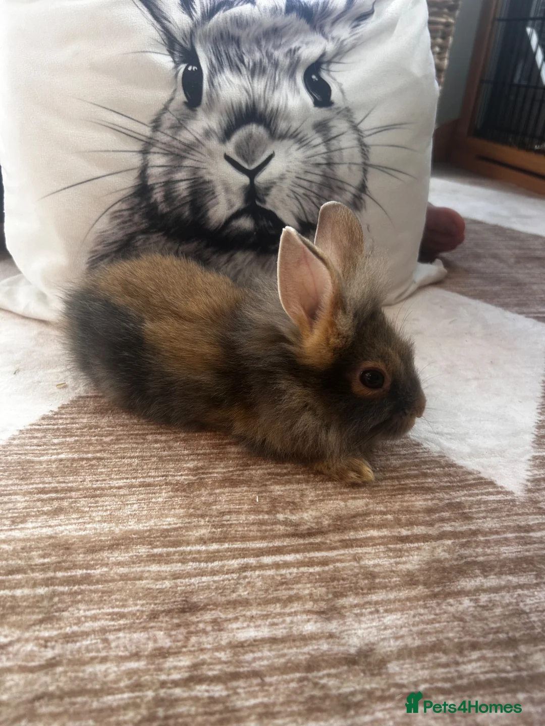 Lionhead rabbits for sale: Three lionhead babies for sale £50 each - Advert 1