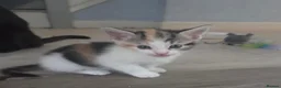 Mixed Breed cats for sale: 7 beautiful kittens  - Advert 5