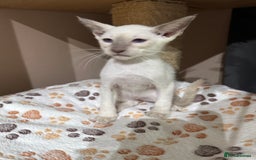 Siamese cats for sale: 3 affectionate Siamese kittens available  - Image 8