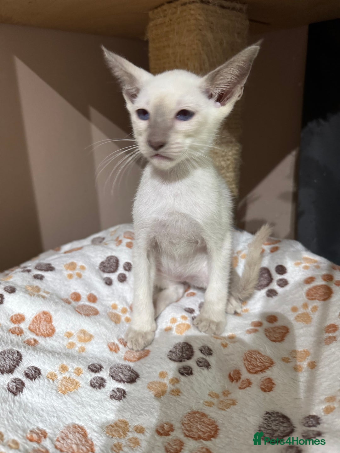 Siamese cats for sale: 3 affectionate Siamese kittens available  - Image 8
