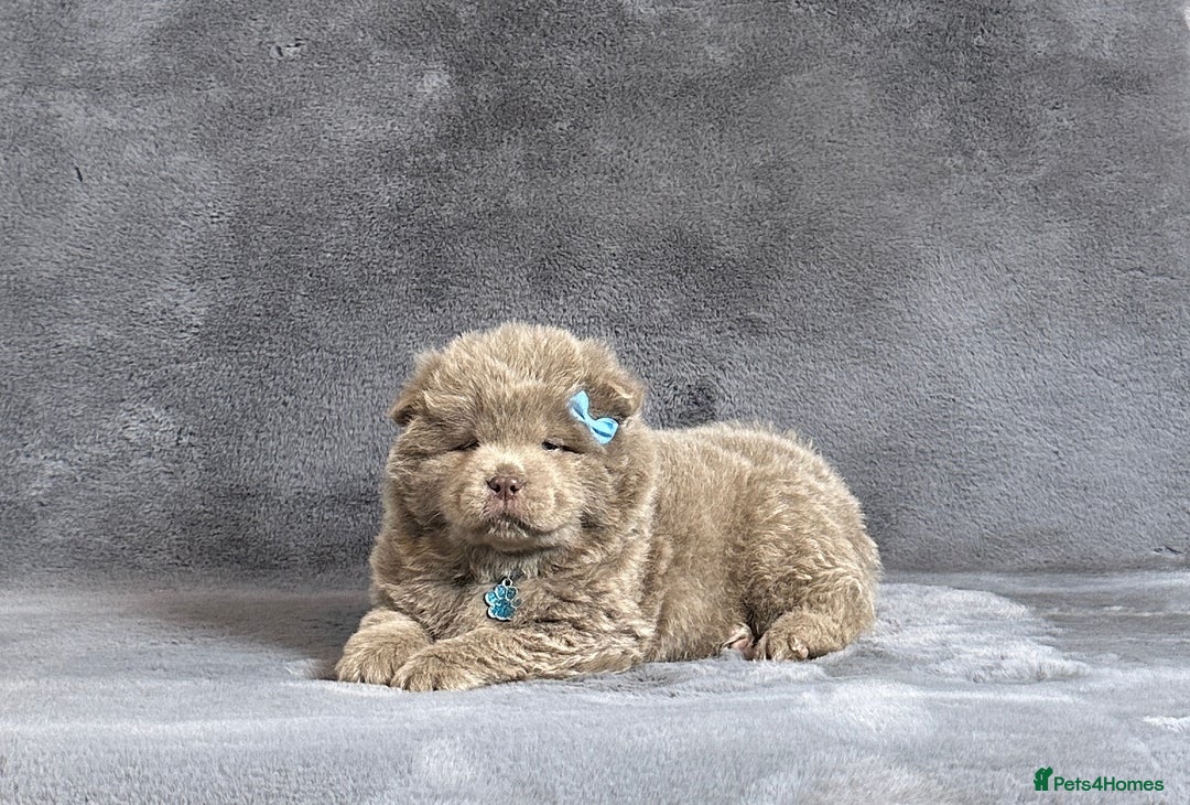 Chow Chow dogs for sale: Exotic colour pure chow chow puppies for sale - Image 7