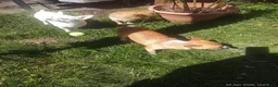 Chihuahua dogs for sale: Peanut and Lil Bear  - Advert 9