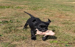 Labrador Retriever dogs for sale: Gorgeous black lab pups,FULLY HEALTH TEST PARENT - Image 10