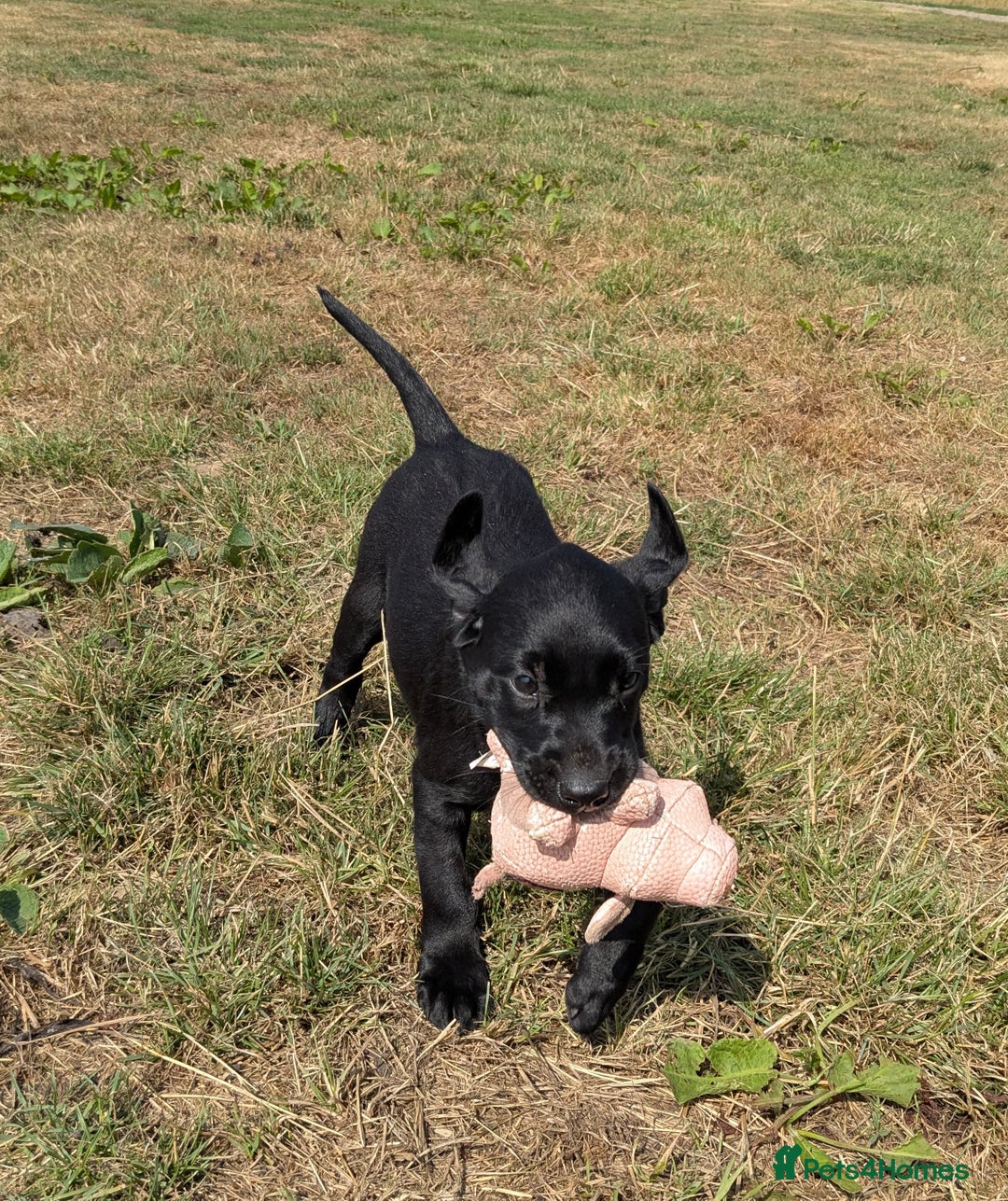 Labrador Retriever dogs for sale: Gorgeous black lab pups,FULLY HEALTH TEST PARENT - Image 10