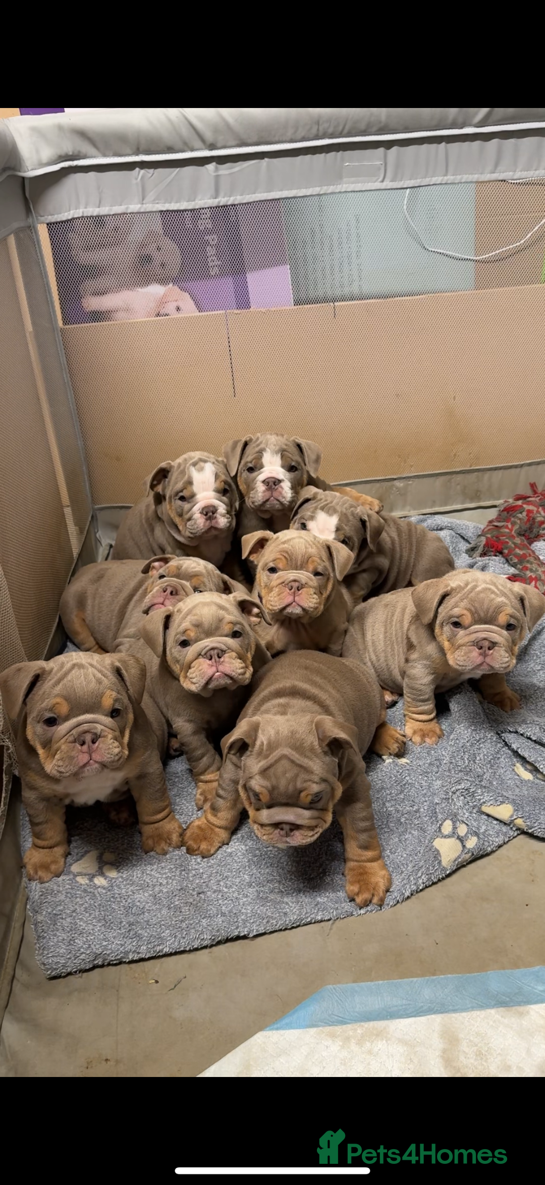English Bulldog dogs for sale: 6 English Bulldog Puppies for sale - Image 1