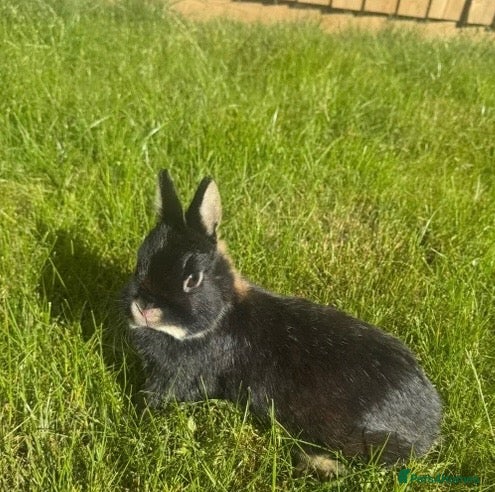 Netherland Dwarf rabbits Female Netherland Dwarf and male Mini Lop - Advert 5