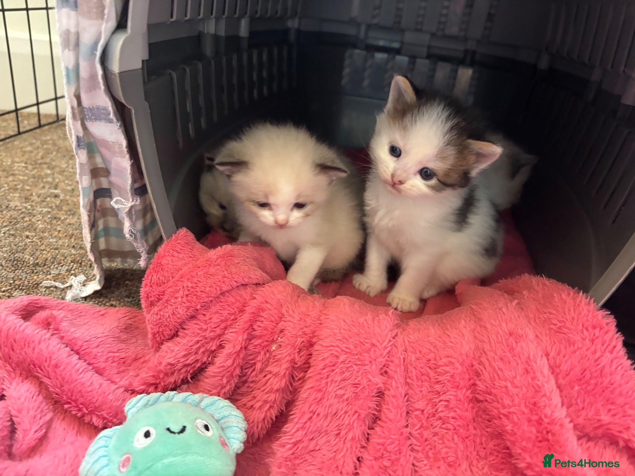 Mixed Breed cats Siamese Mixed Kittens - Advert 14