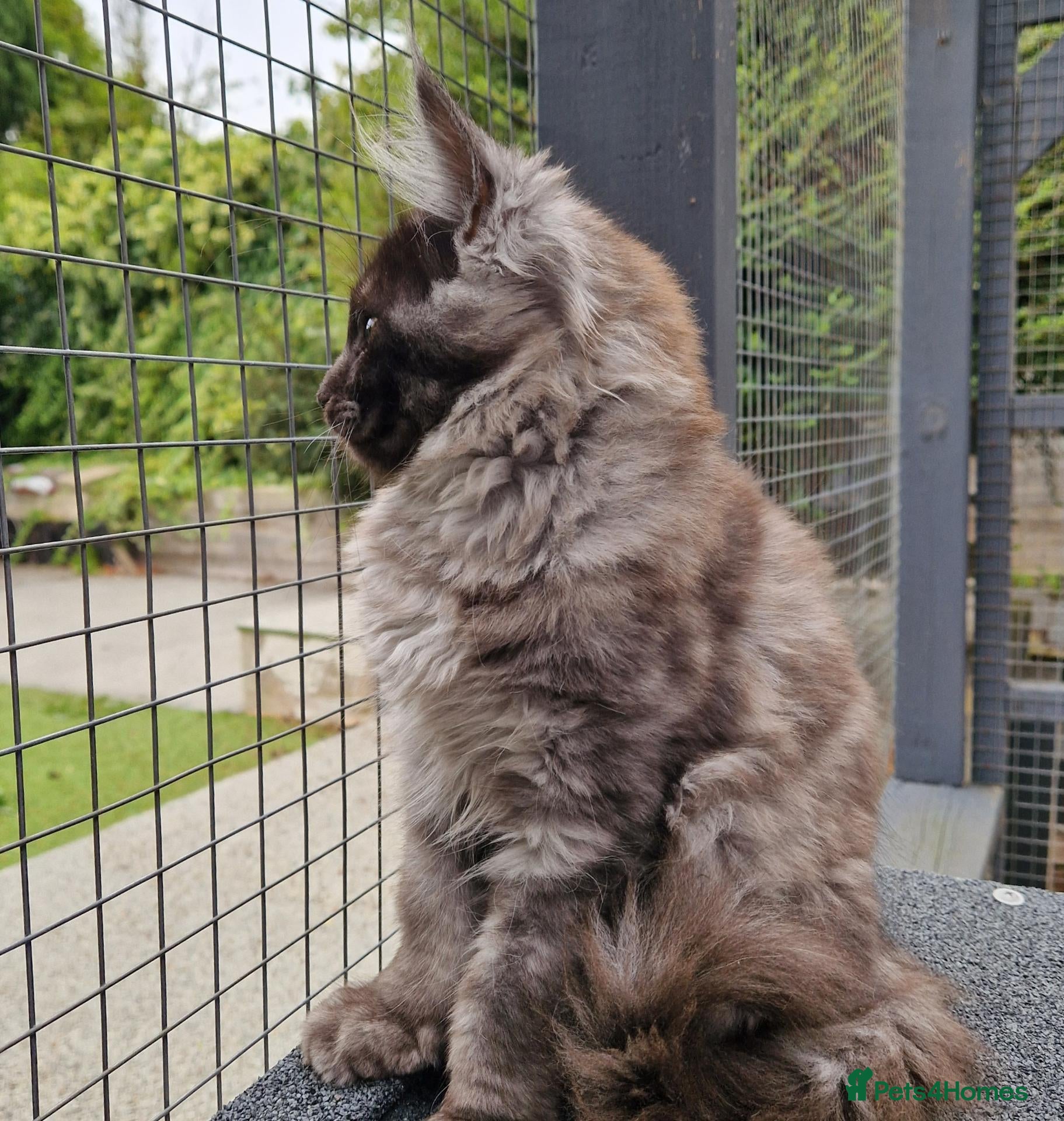 Maine Coon cats Rare blue smoke russian line mainecoons - Advert 1