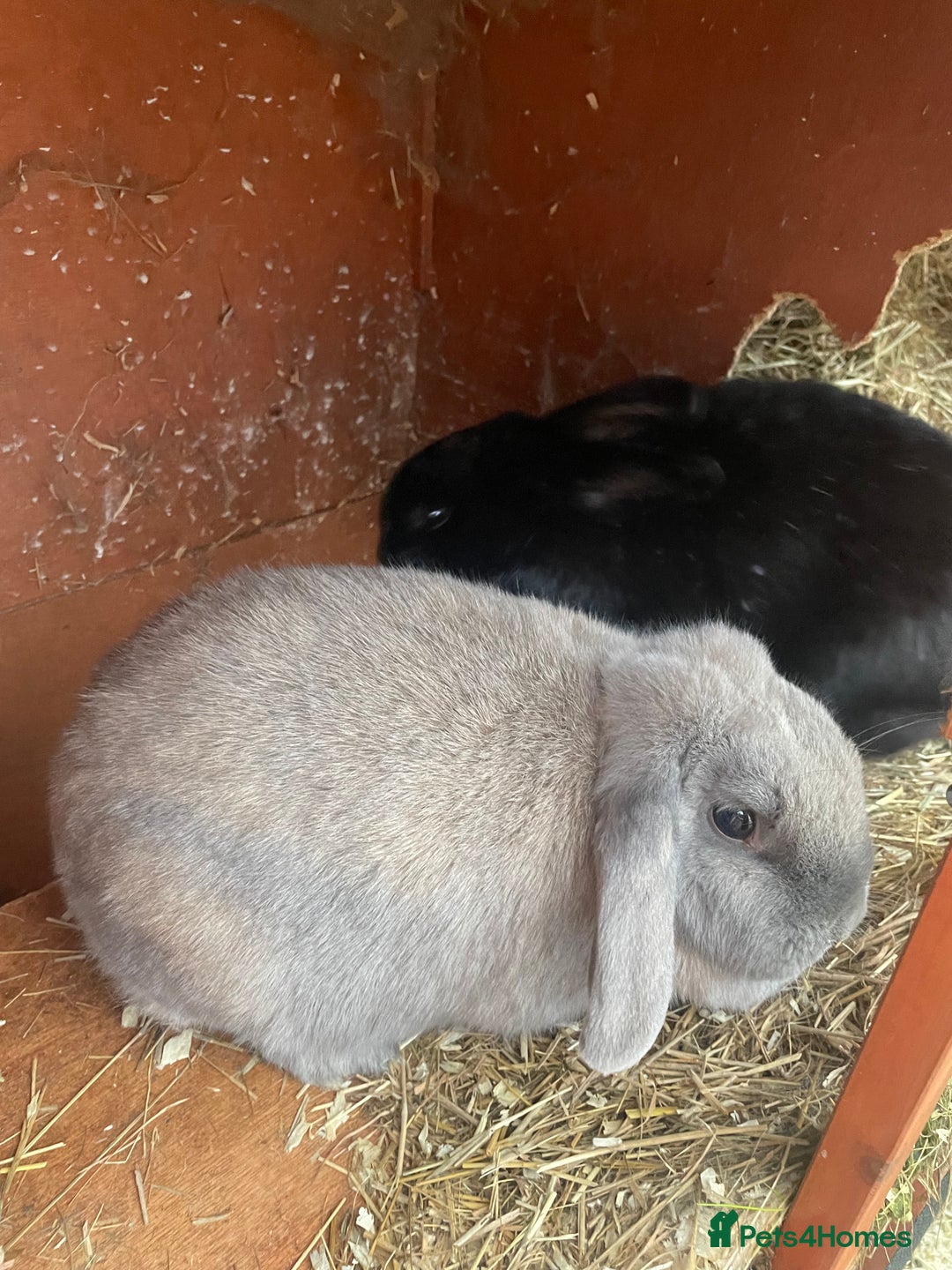 Mixed Breed rabbits for sale: Rabbits for rehome  - Advert 2