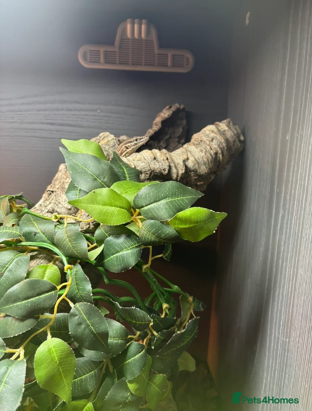 Lizard reptiles for sale: Complete Ackie Monitor Set up and Ackie Monitor - Advert 4
