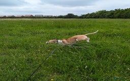 Mixed Breed dogs for sale: Beautiful and loving Cretan Hound cross  - Image 9