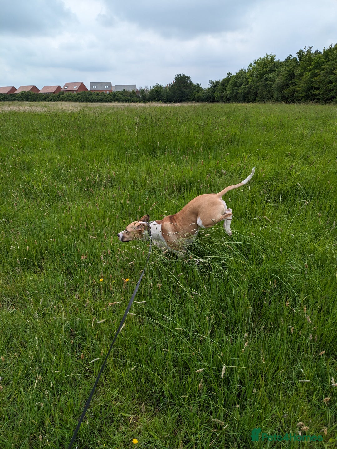 Mixed Breed dogs for sale: Beautiful and loving Cretan Hound cross  - Image 9