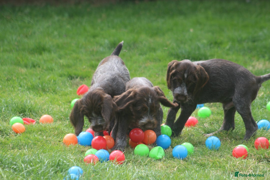 German Wirehaired Pointer dogs for sale: Beautiful Gwps puppies - Image 4