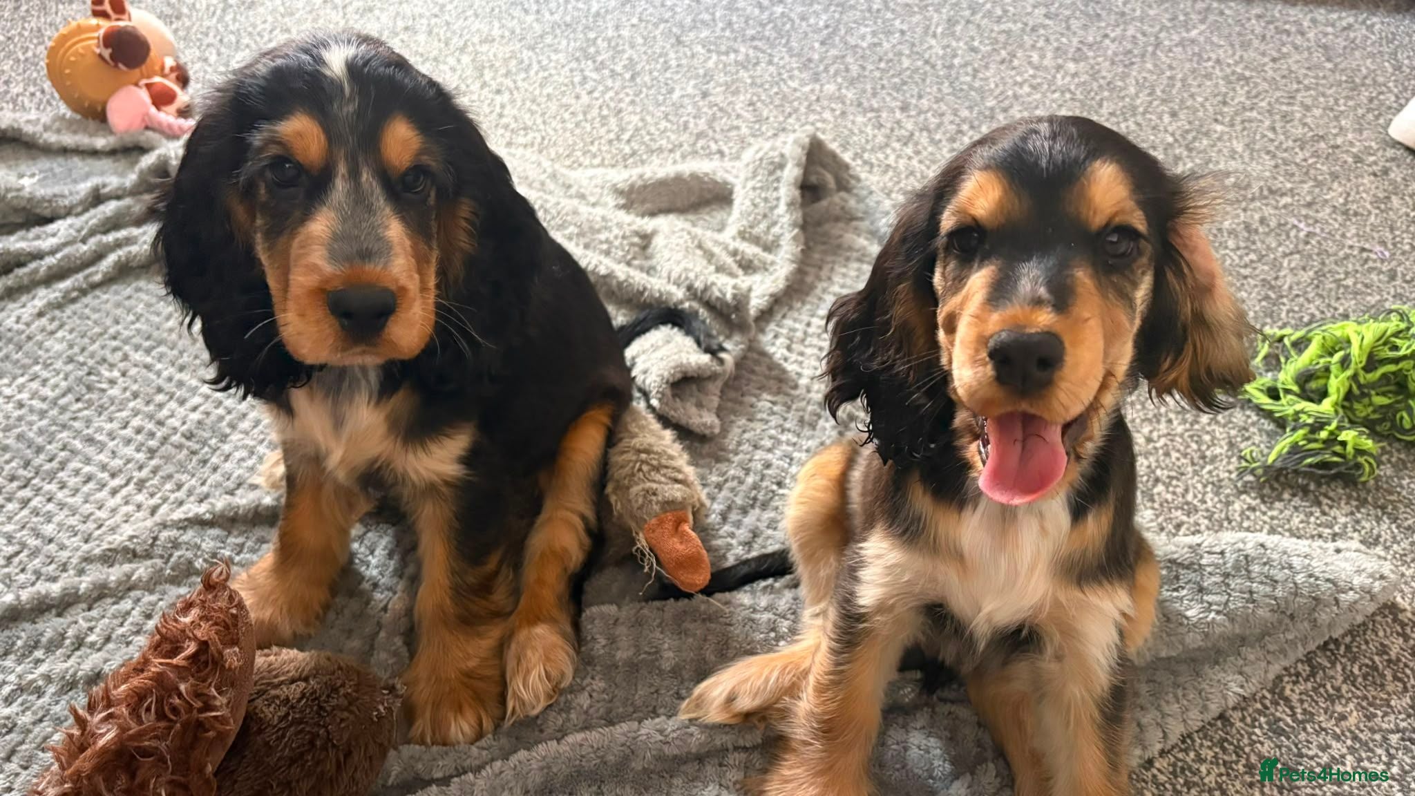 Cocker Spaniel dogs Ready to go 2 boys left show cocker spaniels - Advert 1