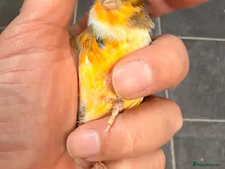 Canaries birds 2 very good harlequin pairs very fit and healthy - Advert 11