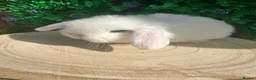 Mini Lop rabbits for sale: Stunning purebred mini lops  - Advert 6