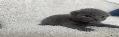 British Shorthair X Bengal Girl